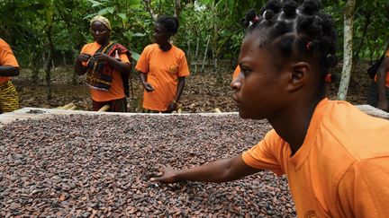 Des femmes membres d'une coopérative de production, à Adzope, au sud de la Côte d'Ivoire, font sécher les fèves de cacao. (ISSOUF SANOGO / AFP)