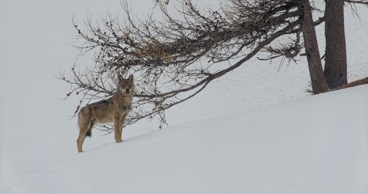 Image extraite du film de Jean-Michel Bertrand "La vallée des loups". 
 (Bertrand Bodin )