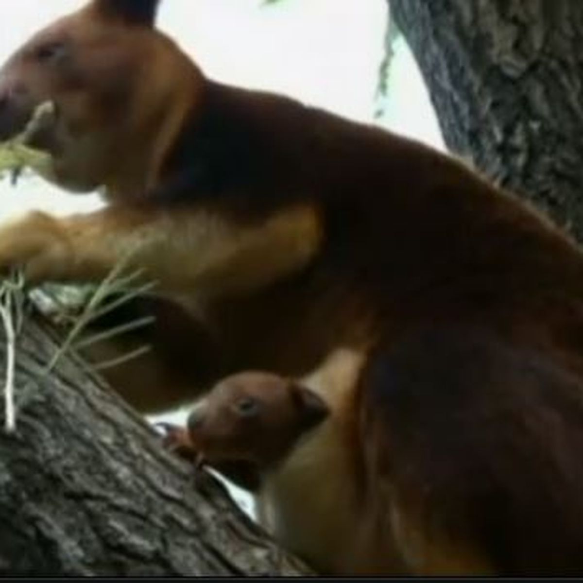 Video Naissance D Un Bebe Kangourou Arboricole Au Zoo De Sydney