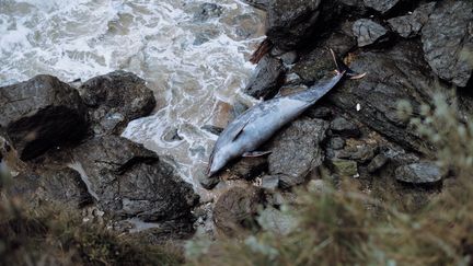 Un dauphin est échoué sur la côte à Pornic (Loire-Atlantique), le 17 janvier 2023. (MAYLIS ROLLAND / HANS LUCAS / AFP)