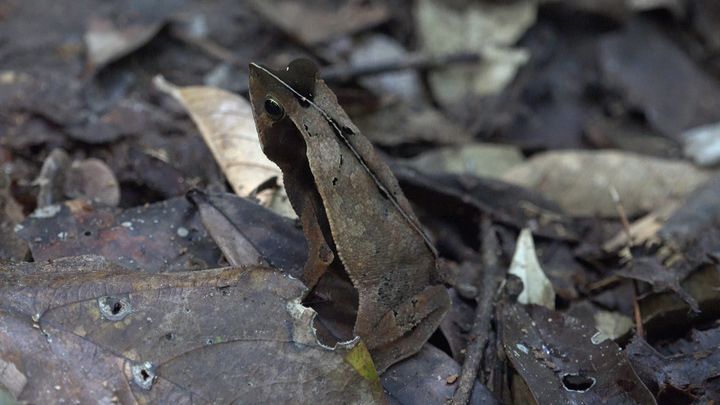 21 août 2019 : Eliott Schonfeld est réveillé par une grenouille feuille. (Eliott Schonfeld aventurier)