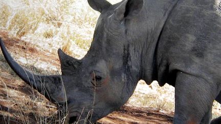  (Le parc Kruger est le plus visité des parcs naturels d'Afrique du Sud © Maxppp)