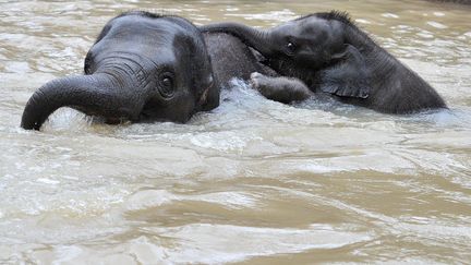 &nbsp; (Au Mali, les éléphants menacés par les groupes terroristes !  © Maxpppp)