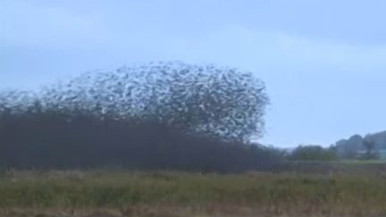 Le grand ballet des milliers d'étourneaux migrateurs débute dans un parc danois