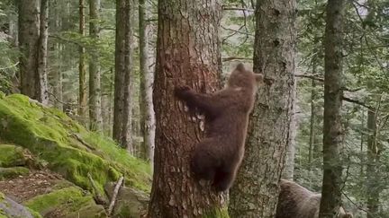 Pyrénées : la prolifération des ours ravit les écologistes mais inquiète les éleveurs