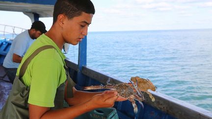 Depuis 2014, plus d’un millier de pêcheurs du golfe ont été victimes de ce prédateur envahissant. Opportuniste, il vient manger les poissons pris dans les filets.
 (FATHI NASRI / AFP)