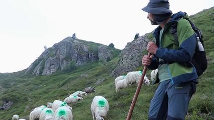 Pyrénées : il a tout plaqué pour devenir berger (France 2)