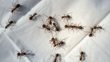 Des cas d’amputations méthodiques n'avaient jamais jusqu'à cette étude été observés dans le règne animal (photo d'illustration, le 19 mars 2023). (PATSTOCK / MOMENT RF)