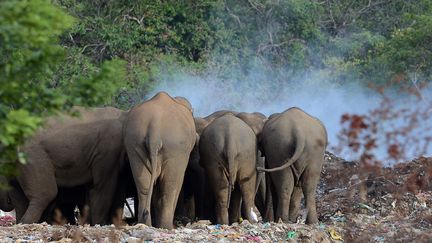 L’arrivée du premier éléphant, à Saint-Nicolas Courbefy (Haute-Vienne) est prévue pour 2018. (Photo d'illustration) (LAKRUWAN WANNIARACHCHI / AFP)