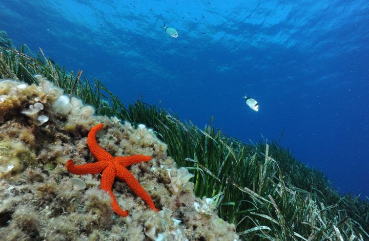 "Septentrion environnement" travaille à la connaissance du milieu marin
 (Septentrion environnement)