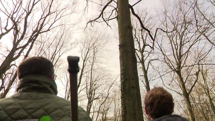 Un chêne aux mensurations parfaites dans les forêts de l'Eure.&nbsp; (FRANCEINFO)