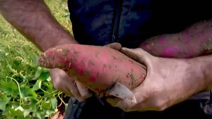 Cuisine : la patate douce, un légume venu d'ailleurs qui inspire les chefs