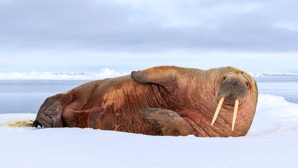 Un morse sur la banquise dans l'océan Arctique. (JON CORNFORTH  / MEDIADRUMWORLD.COM / MAXPPP)