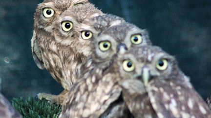 Allez les filles, on s'aligne et on regarde bien le photographe! L'award de la discipline est d&eacute;cern&eacute; cette semaine &agrave; ces petites chouettes captur&eacute;es &agrave; Mod&egrave;ne (Italie), le 23 avril 2012. (SOLENT NEWS / SIPA)