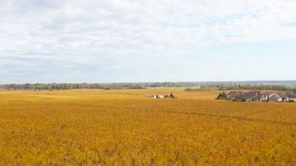 En Côte-d'Or, les vignobles ont pris les couleurs orangés de l'automne. De quoi ravir les tourismes qui sillonnent la côte des vins. (FRANCE 3)