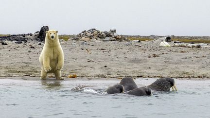 Un ours polaire observe des morses, sur une plage de l'île d'Amsterdam, dans l'archipel du Svalbard (Norvège). (SAMUEL BLANC / BIOSGARDEN / BIOSPHOTO / AFP)