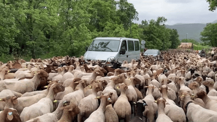 Élevage : dans les Alpes-Maritimes, la tradition de la transhumance perdure (France 3)