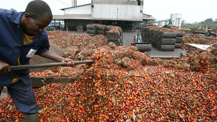 Production d'huile de palme en Côte d'Ivoire. Photo prise près d'Irobo, à 120 km à l'ouest d'Abidjan. La Côte d'Ivoire est l'un des plus gros producteurs de palmiers à huile avec l'Indonésie et la Malaisie.&nbsp;&nbsp;
 (ISSOUF SANOGO / AFP)