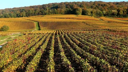 Des vignes &agrave; Mailly-Champagne, pr&egrave;s de Reims, le 31 octobre 2013.&nbsp; (FRANCOIS NASCIMBENI / AFP)