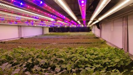 Intérieur de la ferme AeroFarms. (BBC)