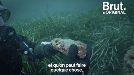 Ils abritent 25 % de la biodiversité marine mais pourraient pourtant disparaître. Avec l'association Ocean Quest à Toulon, Sandrine a décidé d'agir en replantant des coraux partout dans le monde pour sauver les récifs. Voilà comment ça marche.