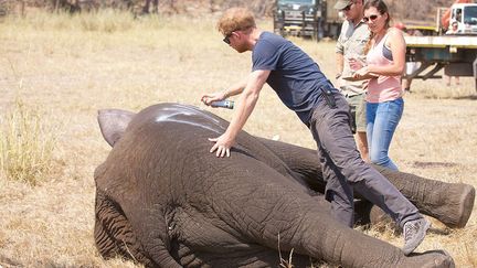 a été initié par le prince Harry. Celui-ci s'était rendu au Malawi en 2016 pour aider bénévoles et vétérinaires à déménager 300 éléphants vers la réserve de Nkhotakota, moins visée par les contrebandiers. (AFP PHOTO / KENSINGTON PALACE / African Parks / Frank Weitzer)