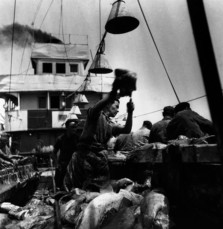 Juillet 1942 - Les Mers Chaudes - À bord du chalutier Sirmon-Duhamel II sur les bancs d'Arguin
 (nita Conti / Agence VU&#039;)