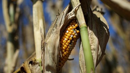 Dans une exploitation de Bondurant (Iowa, Etats-Unis), le 7 ao&ucirc;t. Les prix du ma&iuml;s et du bl&eacute; ont augment&eacute; de 23% ces derniers mois en raison de la s&eacute;cheresse. (JUSTIN SULLIVAN / GETTY IMAGES NORTH AMERICA)