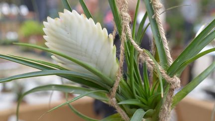 Tillandsia raquette. (ISABELLE MORAND / RADIO FRANCE)