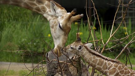 Toujours en ligne, la cam&eacute;ra fix&eacute;e sur l'enclos de Katie montre d&eacute;sormais le b&eacute;b&eacute; et sa m&egrave;re profiter d'un repos bien m&eacute;rit&eacute;. (FOTOSEARCH / GETTY IMAGES)