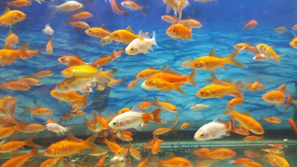 L'aquarium du Trocadéro, à Paris, accueille les poissons rouges des particuliers (illustration). (KATHERINE DELACRUZ / EYEEM)