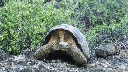 Une tortue de l'espèce impliquée dans l'accident, photographiée le 6 mai 2019 à Santa Cruz, sur l'archipel des Galapagos. (JEAN-PAUL CHATAGNON / BIOSPHOTO / AFP)