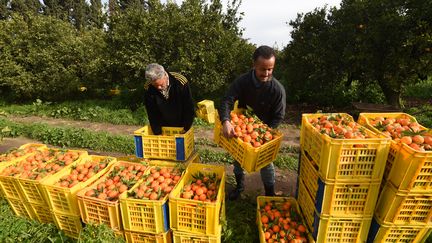 Récolte d'oranges à&nbsp;Menzel Bou Zelfa (Tunisie), en janvier. (FETHI BELAID / AFP)