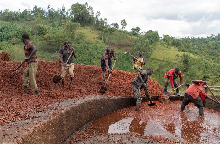 Des agriculteurs travaillent dans une coopérative dans la région de Sidama (sud de l'Ethiopie) le 29 novembre 2018.&nbsp; (REUTERS - MAHEDER HAILESELASSIE / X06601)