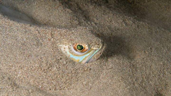 Une vive, enfouie dans le sable, guette ses proies&nbsp;(ici, en M&eacute;diterran&eacute;e). (JEAN-MICHEL MILLE / BIOSPHOTO / AFP)