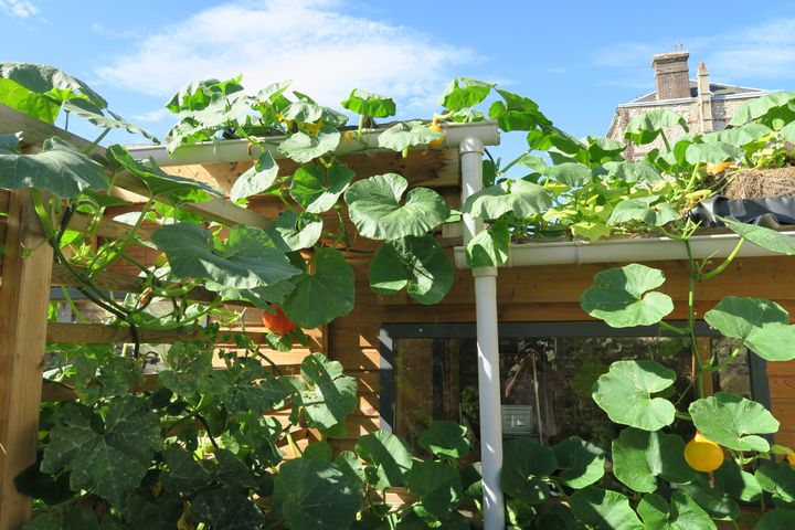 Optimisation de l'espace : les courges poussent en hauteur.&nbsp; (ISABELLE MORAND / JOSEPH CHAUFFREY / RADIO FRANCE / FRANCE INFO)