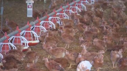 Grippe aviaire : quinze millions de volailles abattues en raison d'une épidémie sans précédent&nbsp; (France 2)