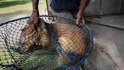 Un chien errant est captur&eacute; par un employ&eacute; de la ville de Colombo (Sri Lanka), le 27 juillet 2008. (ISHARA S. KODIKARA / AFP)