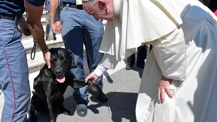 Leo, un chien-sauveteur, rencontre le pape François, à Rome, samedi 3 septembre 2016.&nbsp; (OSSERVATORE ROMANO / AFP)