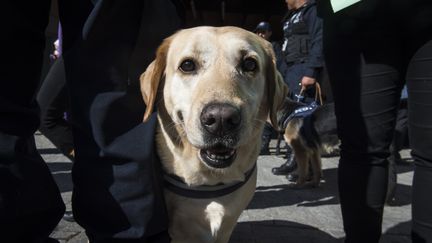 La police fédérale mexicaine a organisé une cérémonie pour la première fois, afin de rendre hommage à neuf de ses agents canins.