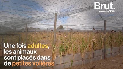 L’ASPAS est allée filmer des élevages pour témoigner des conditions d'élevage de ces oiseaux.