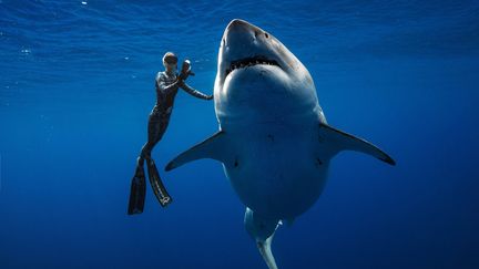 La plongeuse Ocean Ramsey nage aux côtés d'un immense requin blanc en janvier 2019 au large d'Hawaï. (@JUANSHARKS/ JUAN OLIPHANT /ONEOCEANDIVING.COM / AFP)