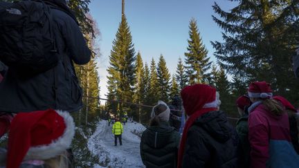 L'arbre de Noël que la Norvège offre en remerciement à Londres chaque année depuis la fin de la Seconde Guerre mondiale, avant sa coupe, à Soerkedalen, le 24 Novembre 2023. (Cornelius Poppe / NTB / AFP)