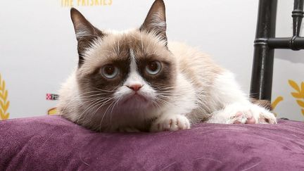 Le c&eacute;l&egrave;bre Grumpy Cat pose pendant la c&eacute;r&eacute;monie des Friskies, &agrave; New York (Etats-Unis), le 15 octobre 2013.&nbsp; (MIKE LAWRIE / GETTY IMAGES NORTH AMERICA)