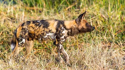 Un lycaon. (MICHEL & CHRISTINE DENIS-HUOT / BIOSPHOTO / AFP)