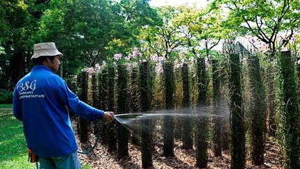 Pour pouvoir être admis sur la liste du patrimoine mondial, le gouvernement singapourien doit pouvoir justifier de la valeur universelle exceptionnelle de ce jardin.

Riche d’une longue histoire de plus d’un demi siècle, Il a, selon lui, largement contribué au développement économique, social, culturel et scientifique de la région. (AFP PHOTO / ROSLAN RAHMAN)