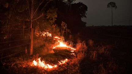 Un feu de forêt, près d'Abuna, au Brésil, le 24 août 2019. (CARL DE SOUZA / AFP)