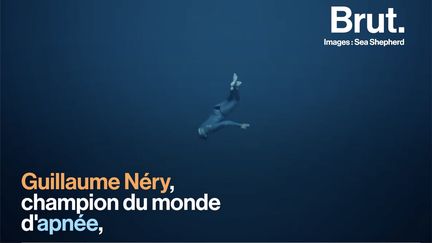 Guillaume Néry, champion du monde d'apnée, est témoin des mauvais traitements infligés à la vie sous-marine. Brut l'a rencontré.