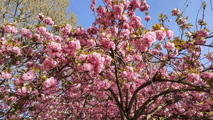 Le printemps de ce nouveau confinement au Parc Georges Brassens à Paris, le 3 avril 2021. (Illustration) (RICCARDO MILANI / HANS LUCAS / AFP)