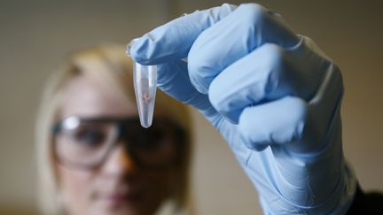 Une technicienne de laboratoire pr&eacute;pare un &eacute;chantillon pour une analyse ADN au laboratoire Staffordshire Scientific Services &agrave; Stafford (Royaume-Uni), le 14 f&eacute;vrier 2013. (DARREN STAPLES / REUTERS)